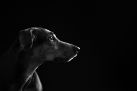 动物 宠物 狗 猫