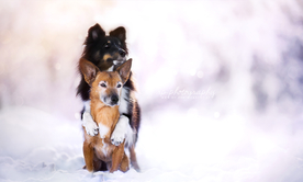 动物 宠物 狗 猫