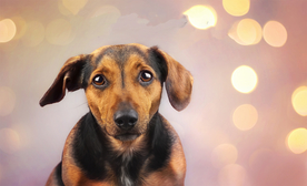 动物 宠物 狗 猫