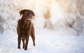 动物 宠物 狗 猫