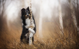 动物 宠物 狗 猫