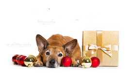 动物 宠物 狗 猫