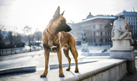 动物 宠物 狗 猫