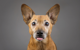 动物 宠物 狗 猫