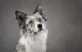 动物 宠物 狗 猫