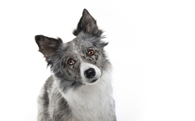 动物 宠物 狗 猫