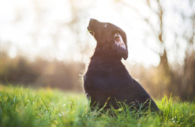 动物 宠物 狗 猫