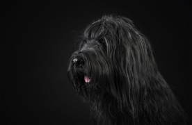 动物 宠物 狗 猫