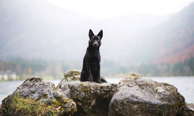 动物 宠物 狗 猫