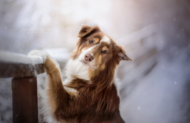 动物 宠物 狗 猫