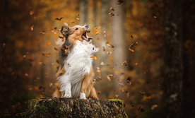 动物 宠物 狗 猫