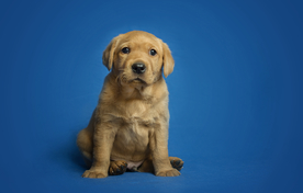 动物 宠物 狗 猫