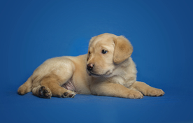 动物 宠物 狗 猫