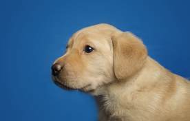 动物 宠物 狗 猫