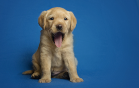 动物 宠物 狗 猫