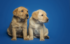 动物 宠物 狗 猫