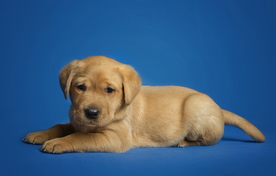 动物 宠物 狗 猫