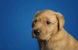 动物 宠物 狗 猫