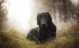 动物 宠物 狗 猫