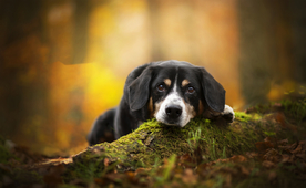 动物 宠物 狗 猫