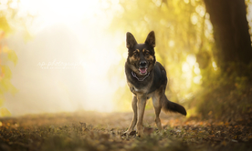 动物 宠物 狗 猫