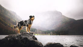 动物 宠物 狗 猫