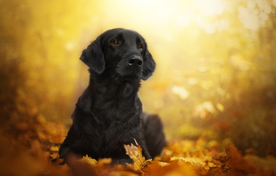 动物 宠物 狗 猫