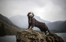 动物 宠物 狗 猫