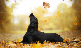 动物 宠物 狗 猫