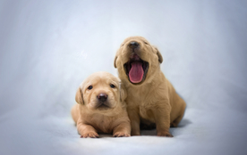 动物 宠物 狗 猫