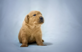 动物 宠物 狗 猫