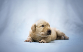 动物 宠物 狗 猫