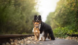 动物 宠物 狗 猫