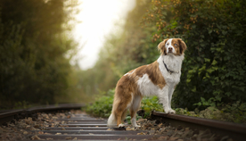 动物 宠物 狗 猫