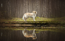 动物 宠物 狗 猫