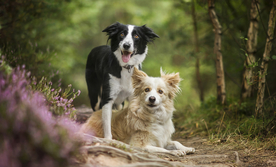 动物 宠物 狗 猫