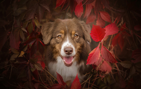 动物 宠物 狗 猫