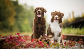 动物 宠物 狗 猫