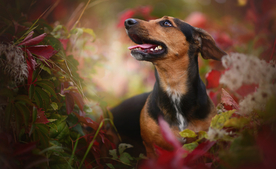 动物 宠物 狗 猫