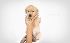 动物 宠物 狗 猫