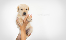 动物 宠物 狗 猫