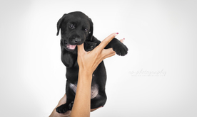 动物 宠物 狗 猫