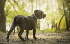 动物 宠物 狗 猫