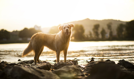 动物 宠物 狗 猫
