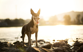 动物 宠物 狗 猫