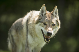 动物 宠物 狗 猫