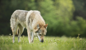 动物 宠物 狗 猫
