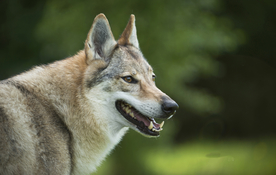 动物 宠物 狗 猫