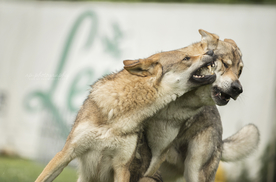 动物 宠物 狗 猫