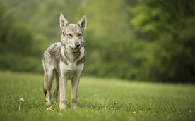 动物 宠物 狗 猫